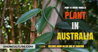 Vanilla Cultivation in Australia: A Comprehensive Guide