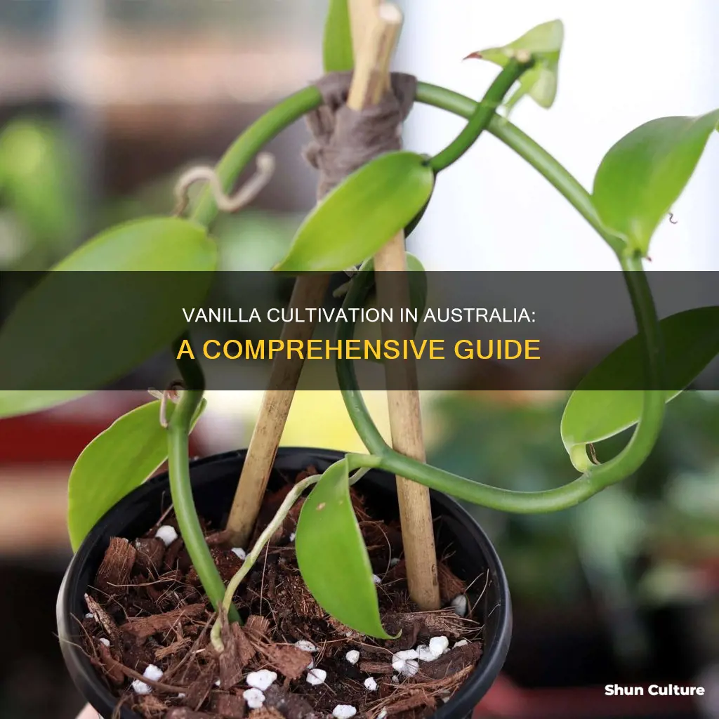 how to grow vanilla plant in australia