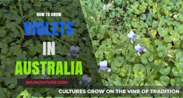 Growing Violets in Australia: A Comprehensive Guide