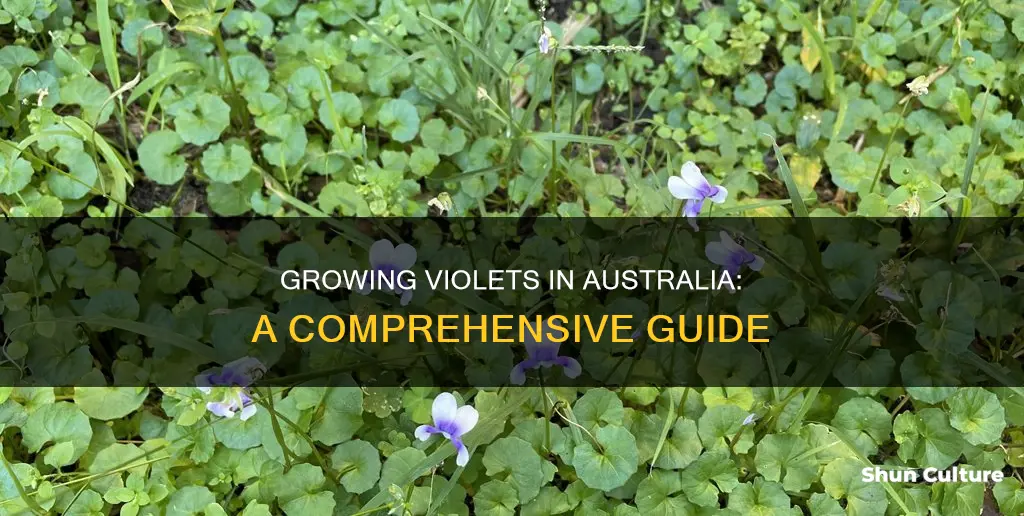 how to grow violets in australia