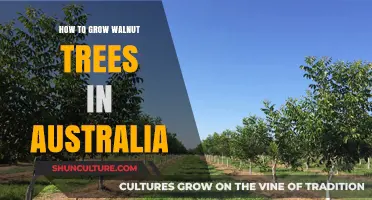 Walnut Tree Cultivation Guide for Australian Climates