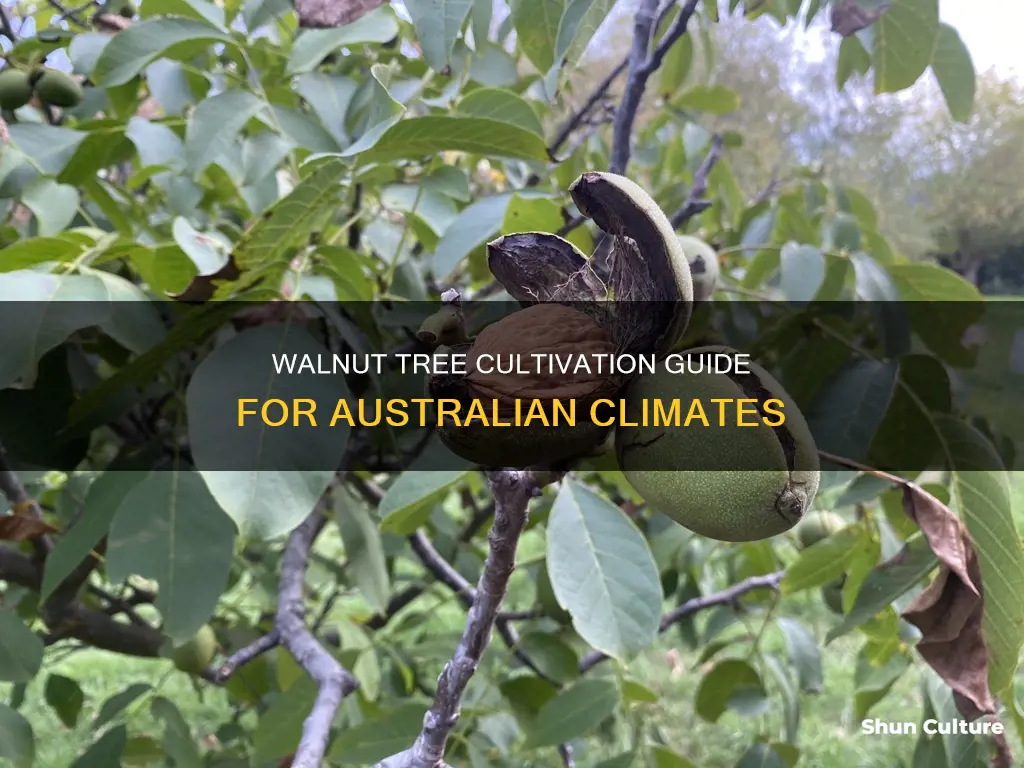 how to grow walnut trees in australia
