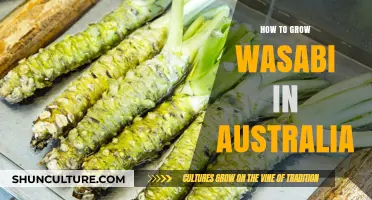 Growing Wasabi in Australia: A Step-by-Step Guide