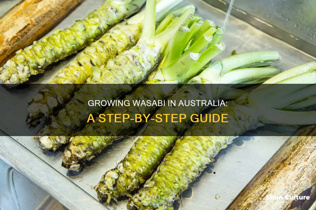 how to grow wasabi in australia
