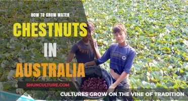 Grow Water Chestnuts Down Under: A Step-by-Step Guide