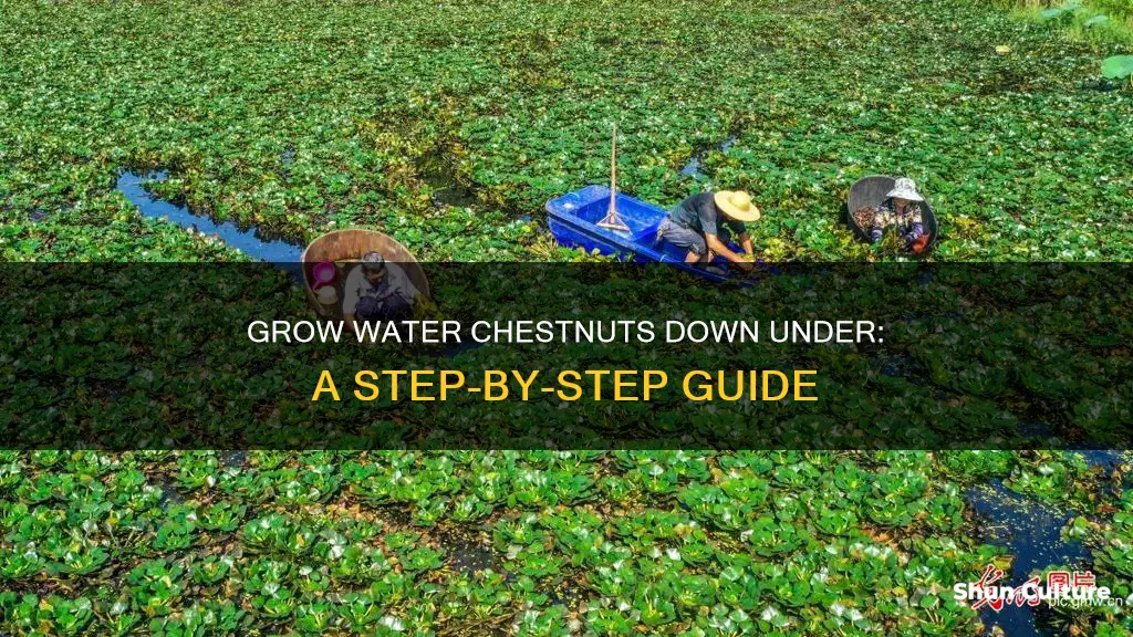 how to grow water chestnuts in australia