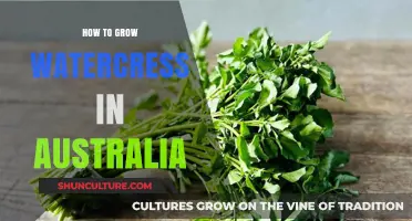 Growing Watercress in Australia: A Comprehensive Guide