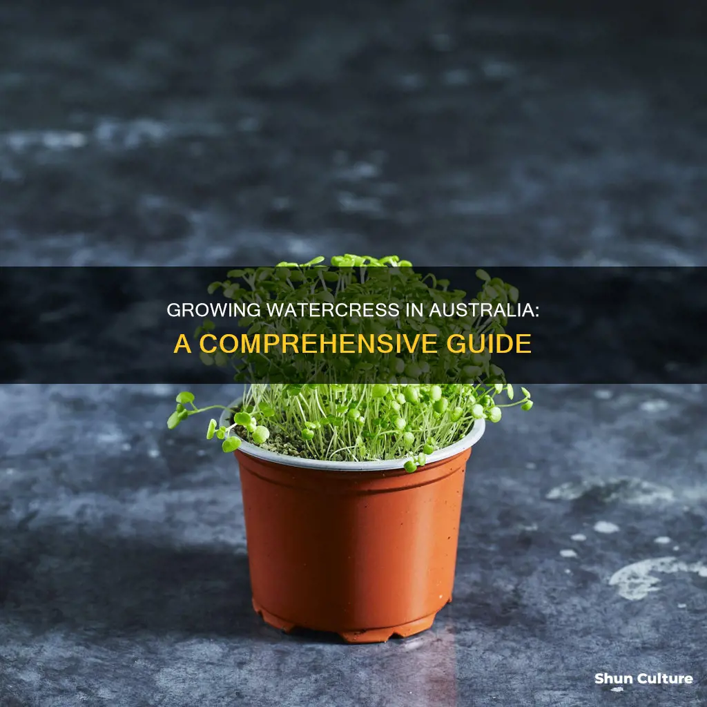 how to grow watercress in australia