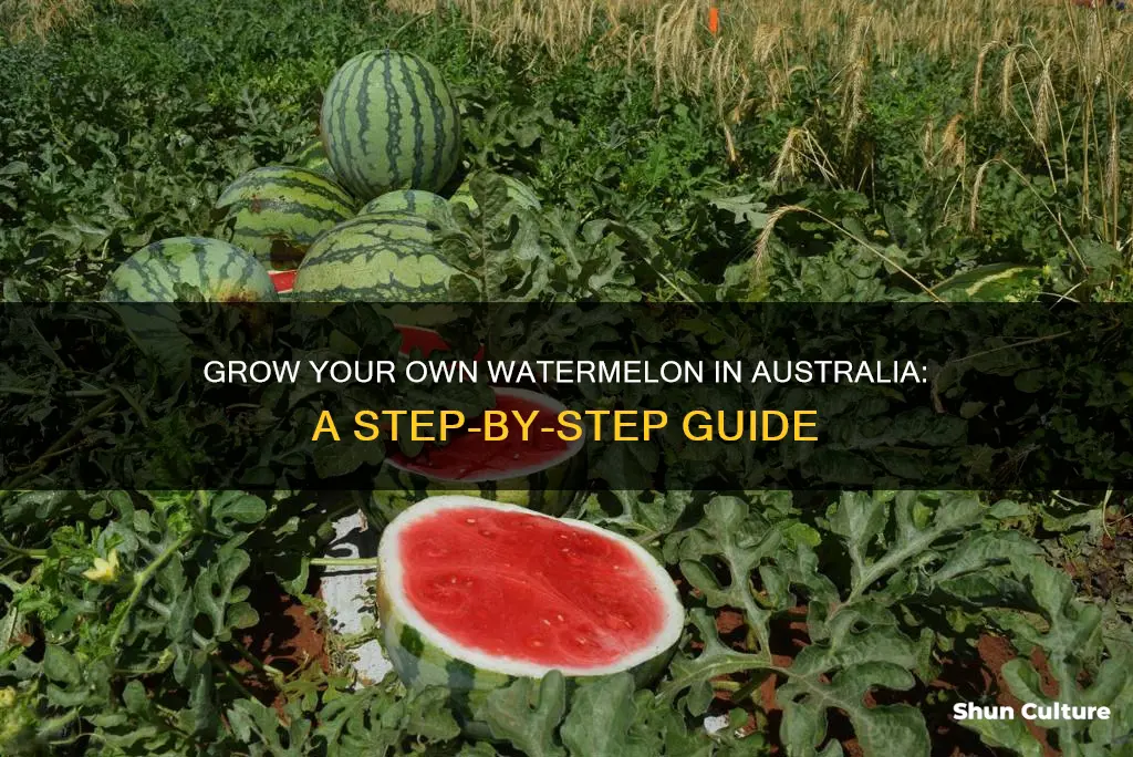 how to grow watermelon australia
