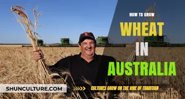 Growing Wheat in Australia: A Comprehensive Guide