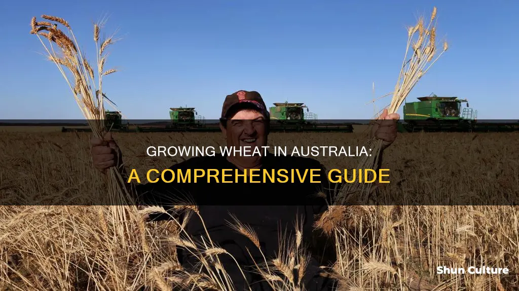 how to grow wheat in australia