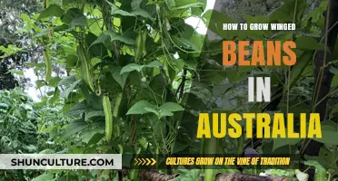 Growing Winged Beans in Australia: A Comprehensive Guide