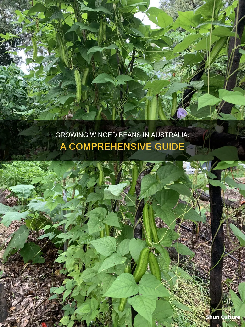 how to grow winged beans in australia