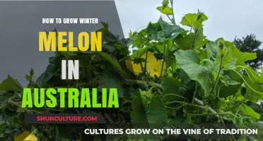 Winter Melon Cultivation Guide for Australian Growers