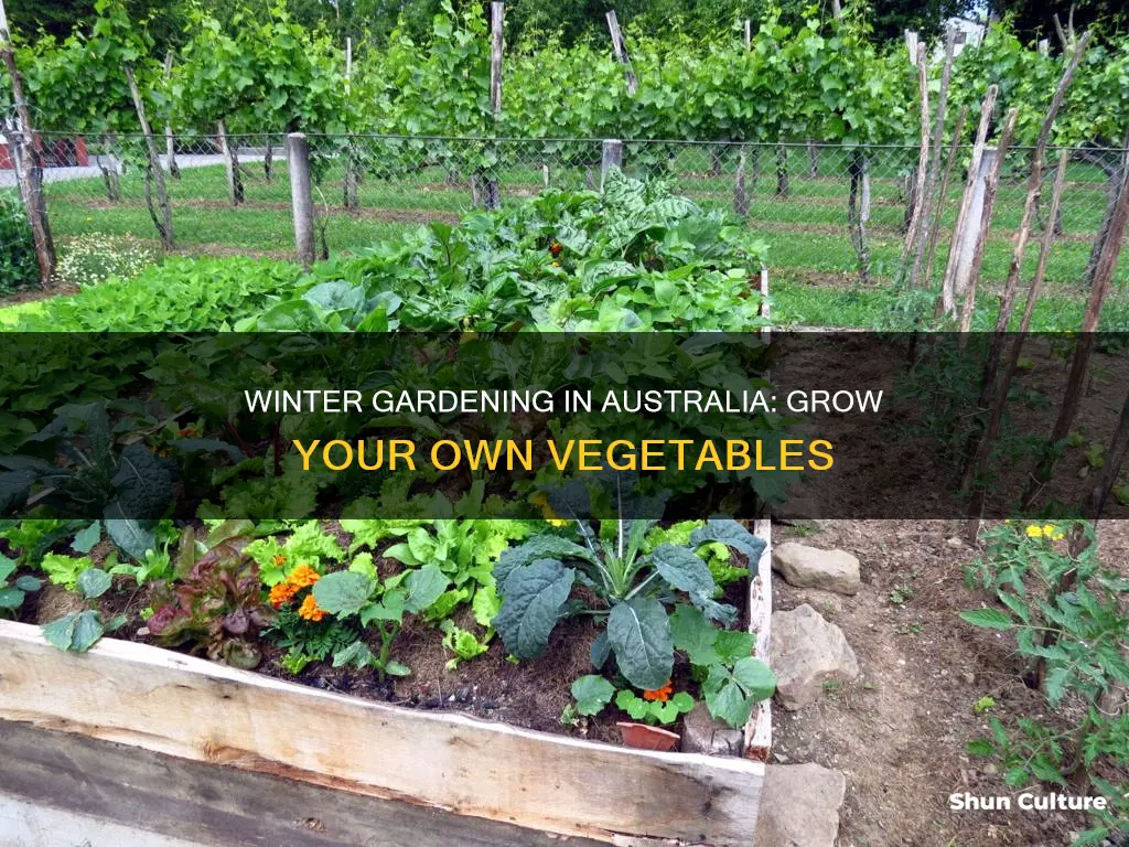 how to grow winter vegetables in australia
