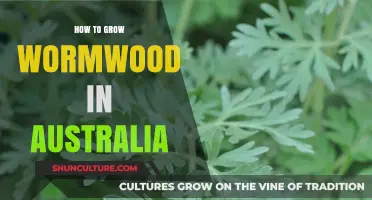 Growing Wormwood in Australia: A Step-by-Step Guide