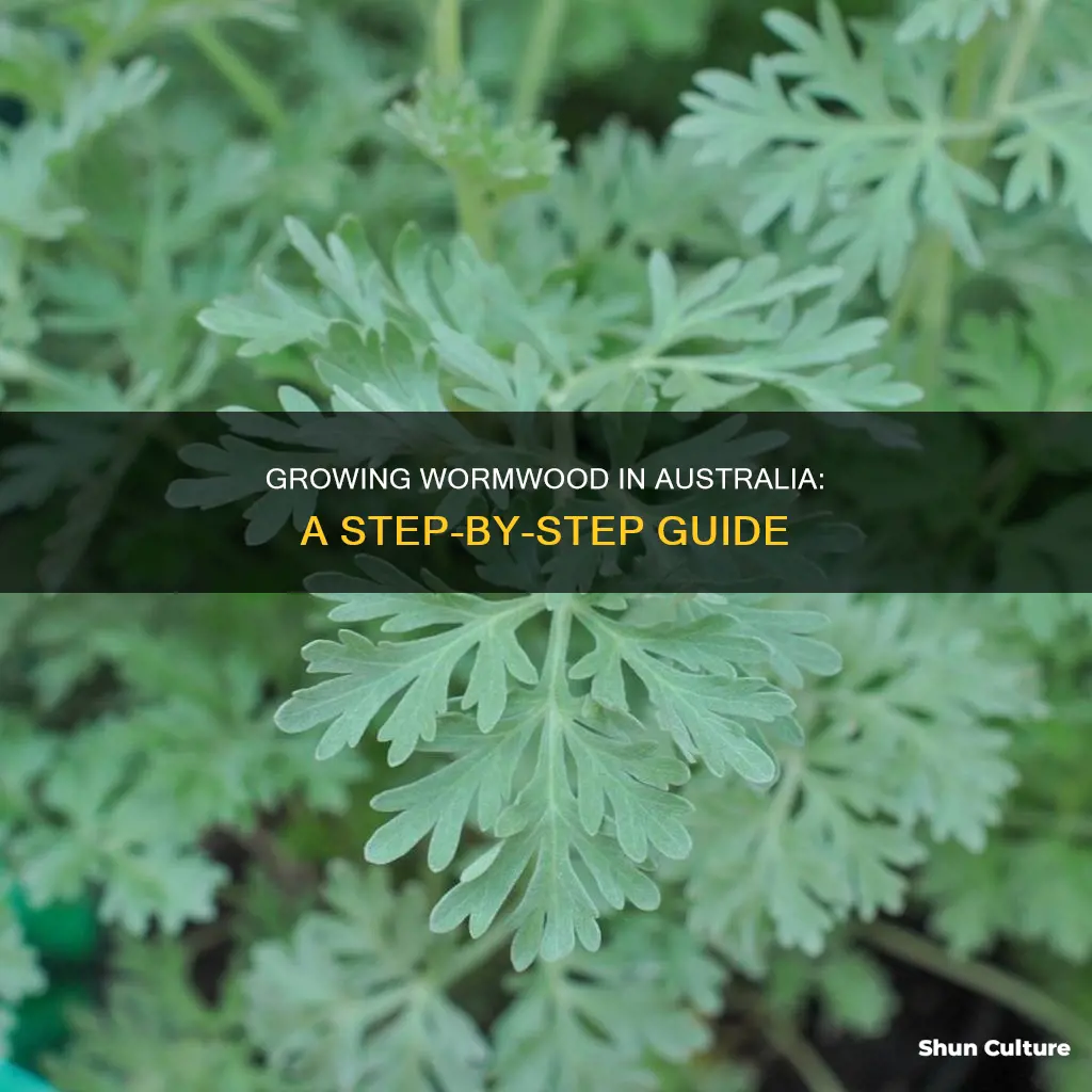 how to grow wormwood in australia