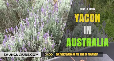 Grow Yacon in Australia: A Step-by-Step Guide