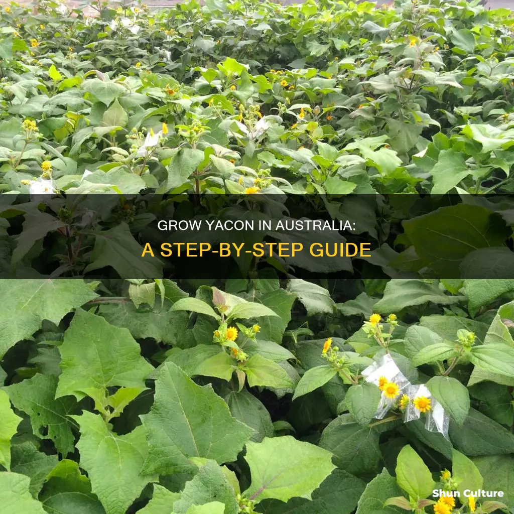 how to grow yacon in australia