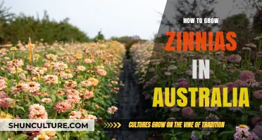 Growing Zinnias in Australia: A Step-by-Step Guide