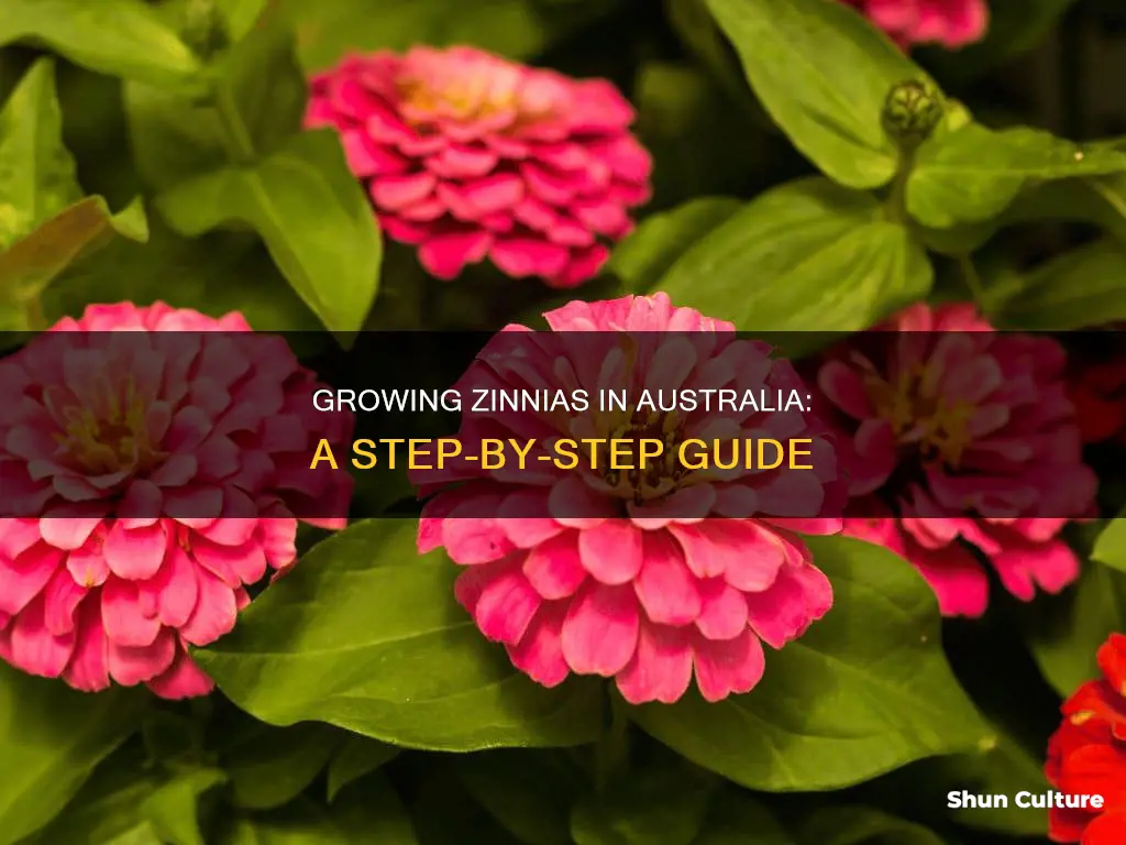 how to grow zinnias in australia