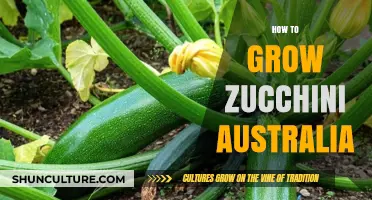 Growing Zucchini in Australia: A Comprehensive Guide