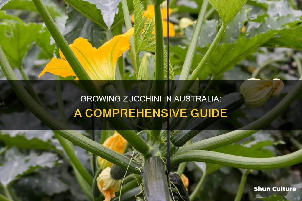 how to grow zucchini australia