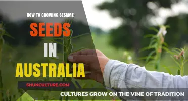 Growing Sesame Seeds in Australia: A Comprehensive Guide