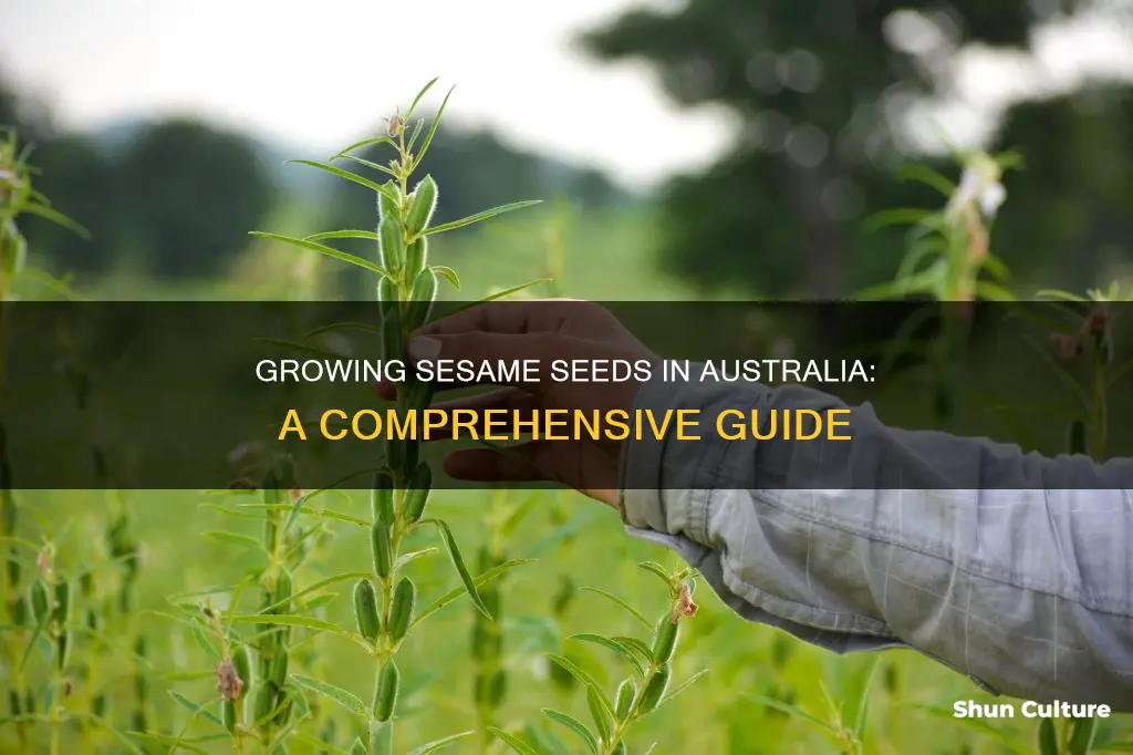 how to growing sesame seeds in australia