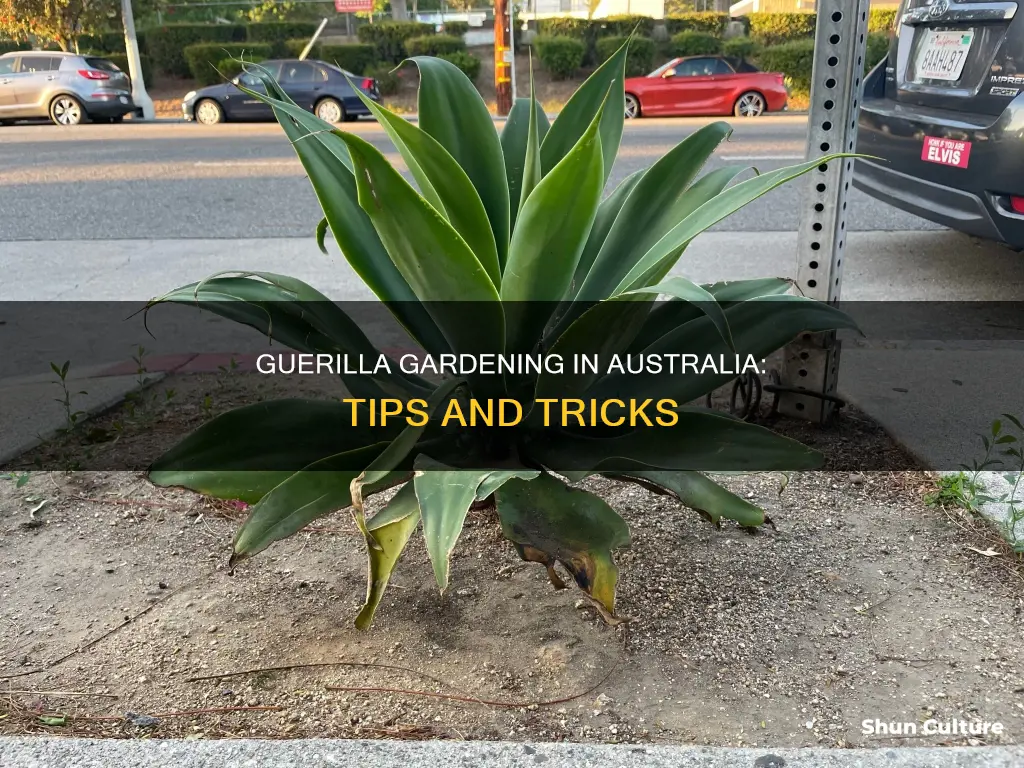 how to guerilla grow australia