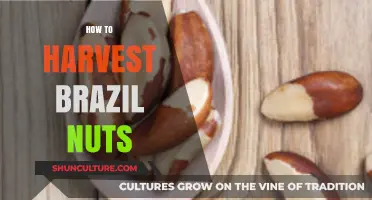 Harvesting Brazil Nuts: A Step-by-Step Guide to Sustainable Collection