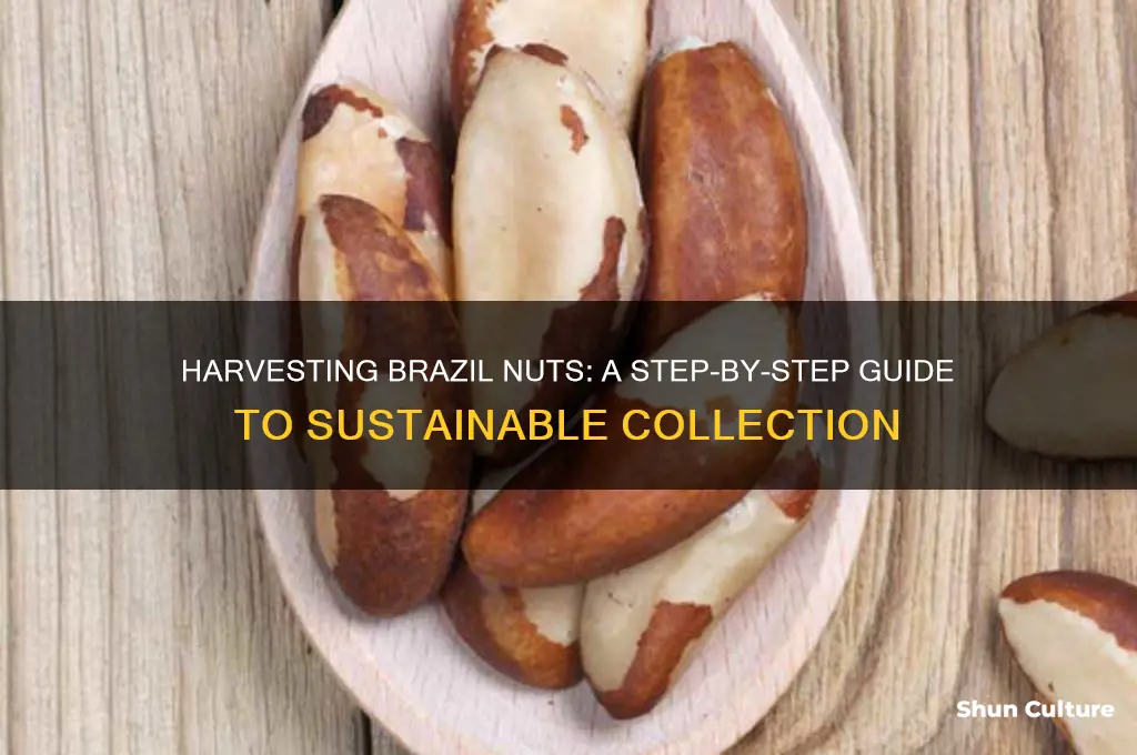 how to harvest brazil nuts