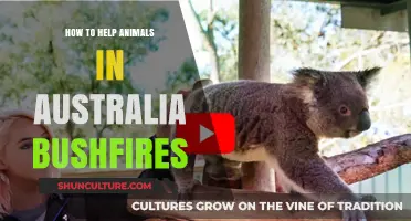 Aid Animals in Australia's Bushfires: What You Can Do