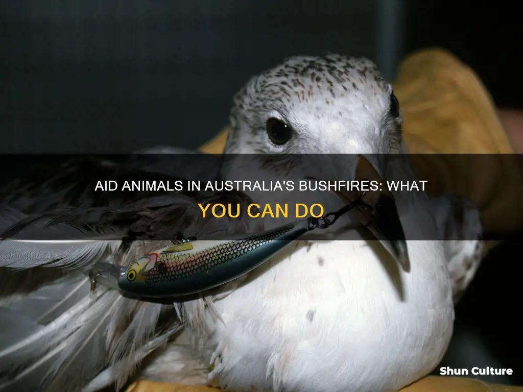 how to help animals in australia bushfires