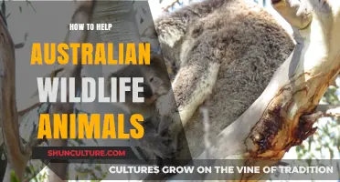 Protecting Australia's Wildlife: A Guide to Helping Our Animals