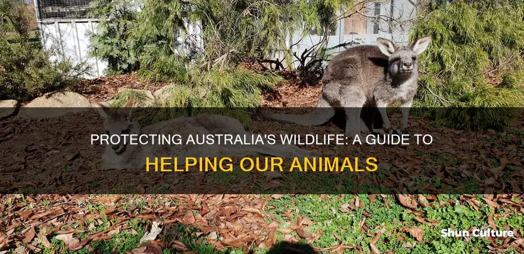 how to help australian wildlife animals