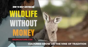 Volunteer to Save Australian Wildlife