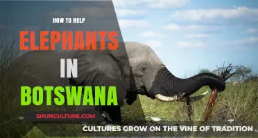 Supporting Botswana's Elephants: Practical Ways to Make a Difference