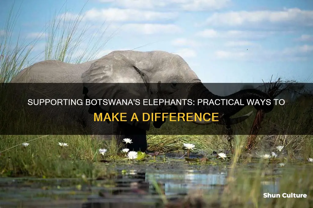 how to help elephants in botswana