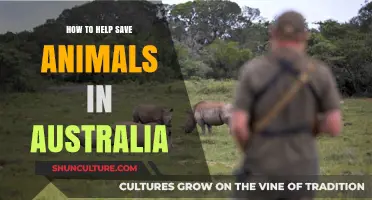 Protecting Australia's Wildlife: Ways to Help