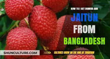 Sourcing Dumur and Jaitun: A Guide to Importing from Bangladesh