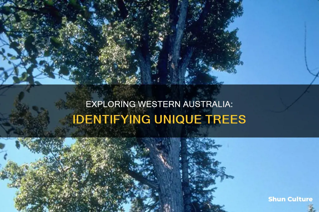 how to identify western australian trees