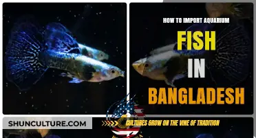 Importing Aquarium Fish to Bangladesh: A Comprehensive Guide
