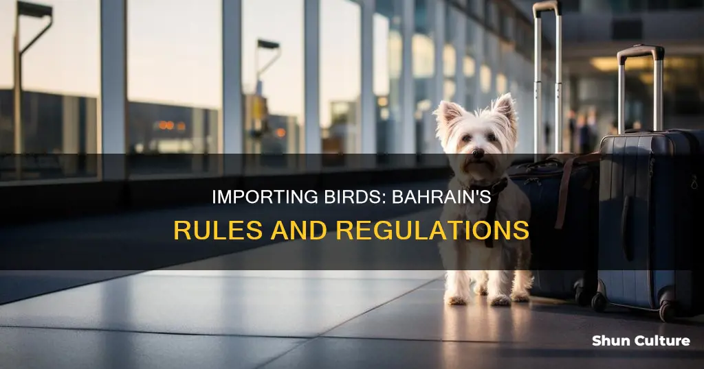 how to import birds in bahrain