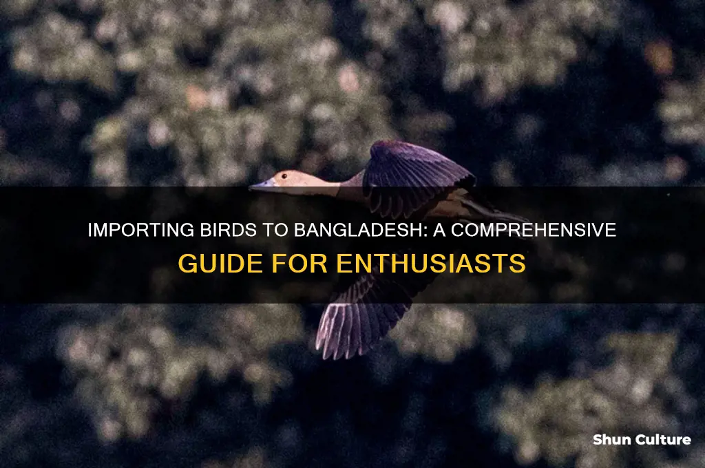 how to import birds in bangladesh