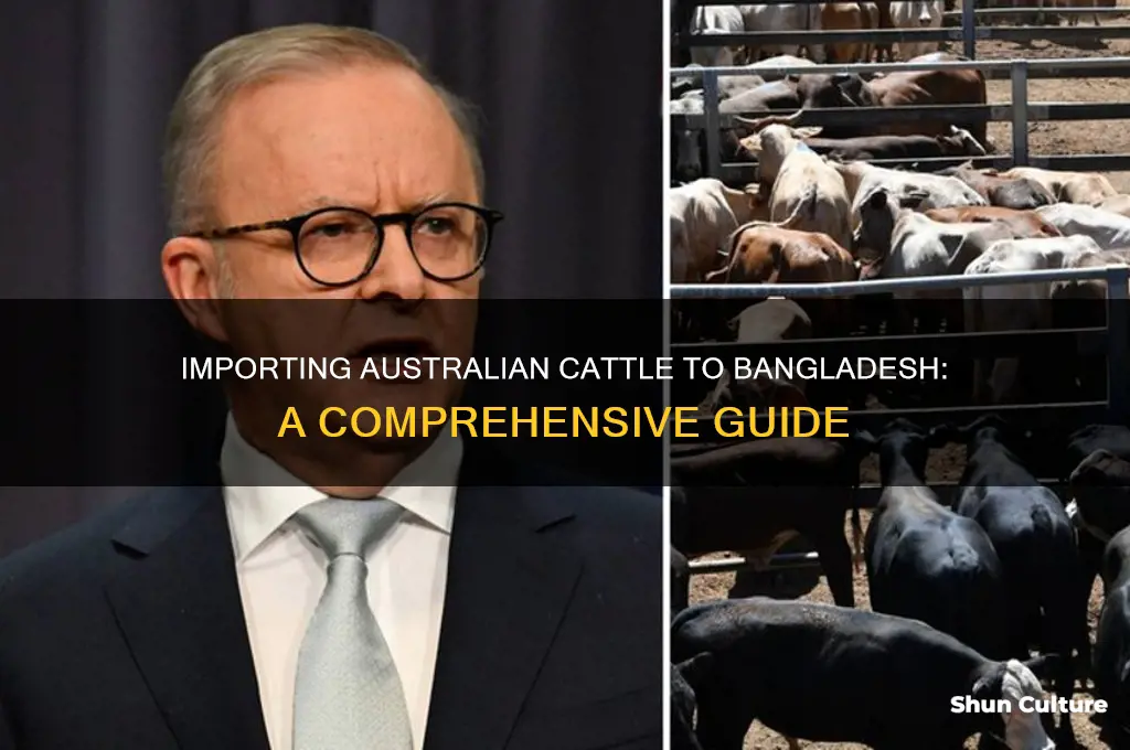 how to import cow from australia to bangladesh