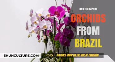 Importing Brazilian Orchids: A Comprehensive Guide for Enthusiasts and Growers