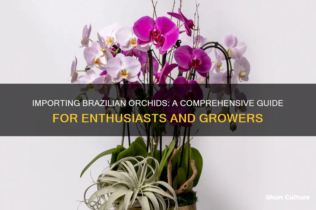 how to import orchids from brazil