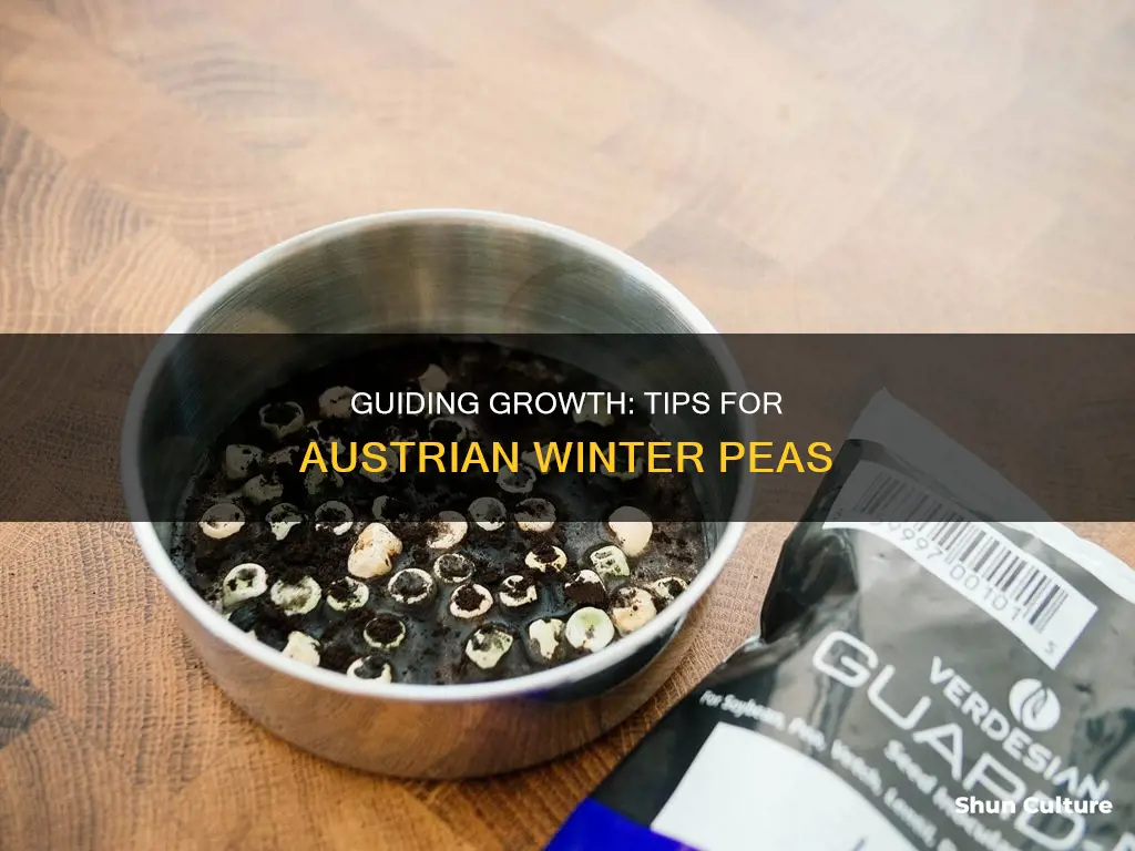 how to inoculate austrian winter peas