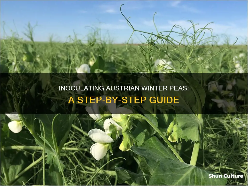 how to inoculate austrian winter peas